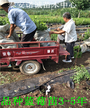 蓝莓苗品种南路蓝莓苗哪里卖的山东