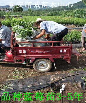 適合南方種植奧尼爾藍(lán)莓苗多少錢一株山東
