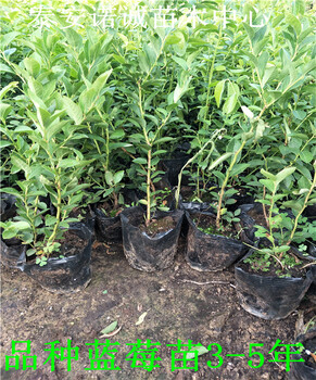 適合北方種植杰兔藍(lán)莓苗哪里賣的山東