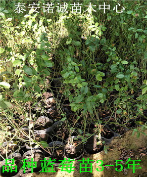 適合北方種植奧尼爾藍(lán)莓苗產(chǎn)量怎么樣山東
