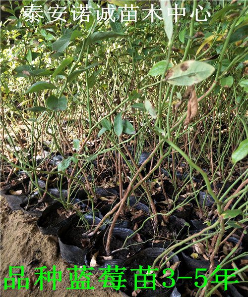 3-5年南路藍(lán)莓苗品種介紹山東
