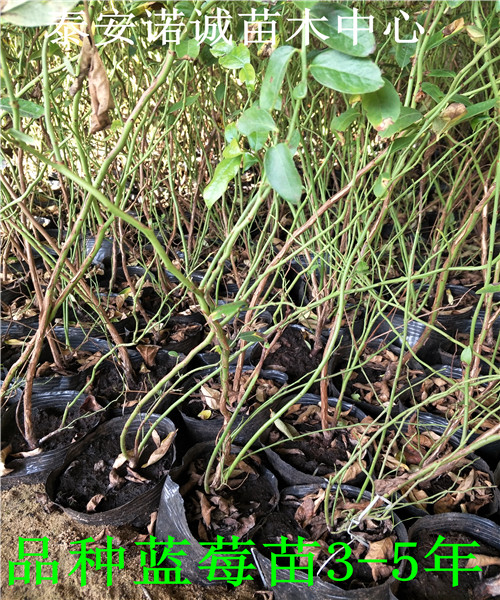 適合南方種植藍鳥藍莓苗產(chǎn)量怎么樣山東