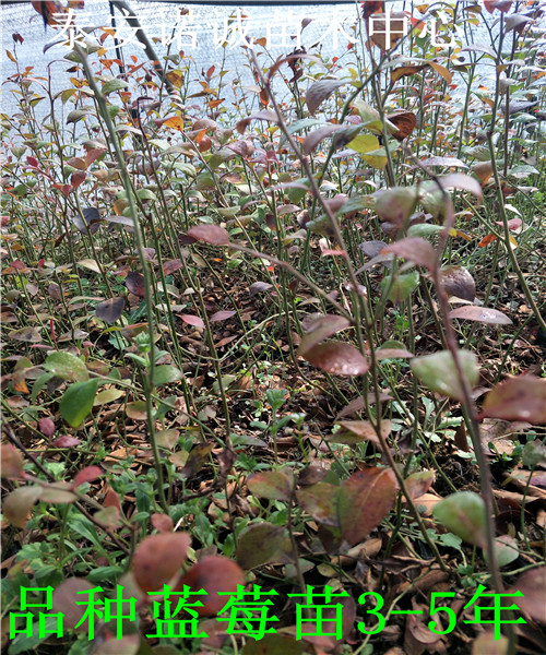 五年瑞卡蓝莓苗品种介绍山东