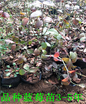 五年巨豐藍(lán)莓苗怎么種植山東