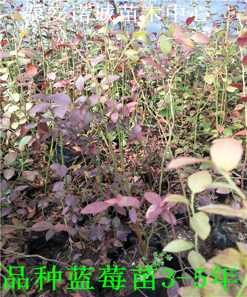 夏普蓝蓝莓苗什么时候种植蓝莓苗品种介绍种植管理技术资料