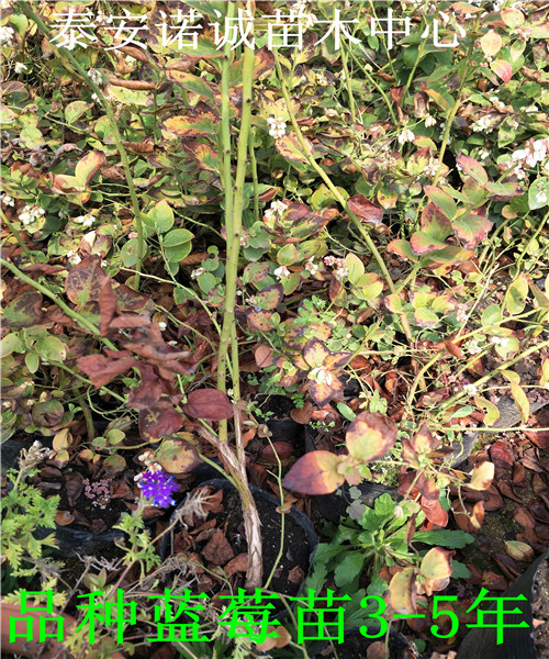 適合北方種植藍(lán)莓苗價(jià)格山東