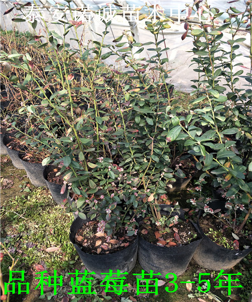三年奧尼爾藍莓苗產(chǎn)量怎么樣山東