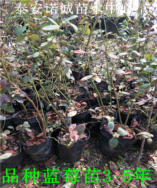 布里吉塔蓝莓苗哪里有卖蓝莓苗品种介绍种植管理技术资料