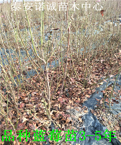 适合北方种植钱德勒蓝莓苗品种介绍山东