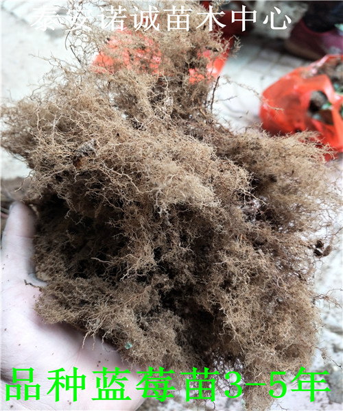 地栽珠寶藍莓苗怎么山東