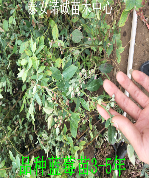 3-5年綠寶石藍莓苗怎么山東
