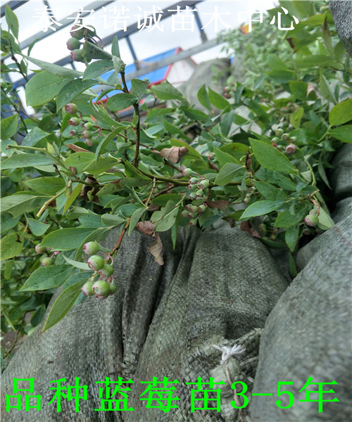 适合北方种植迪克西蓝莓苗多少钱一株山东