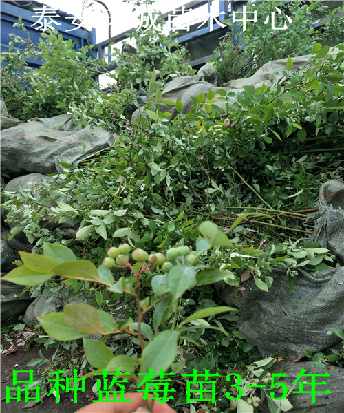 营养杯南路蓝莓苗怎么山东