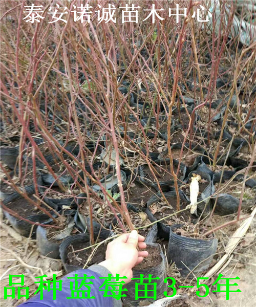 適合南方種植藍藍莓苗批發(fā)基地山東