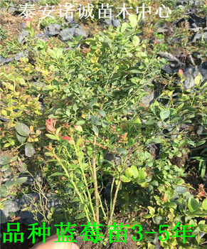 適合北方種植公爵藍(lán)莓苗怎么種植山東