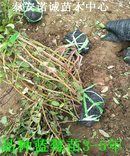 適合北方種植公爵藍(lán)莓苗怎么山東