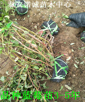 地栽夏普蓝蓝莓苗品种介绍山东