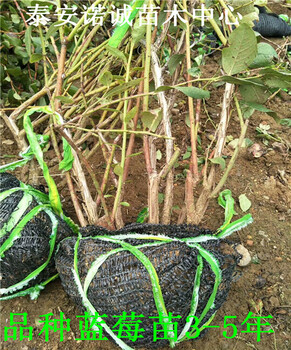 適合北方種植伯克利藍莓苗怎么管理山東