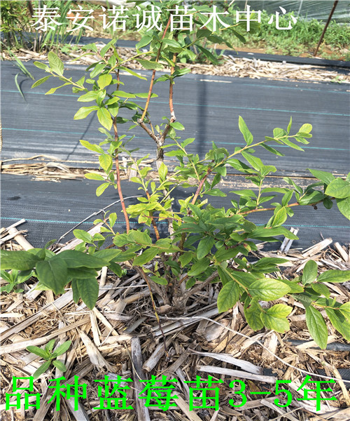 夏普蓝蓝莓苗什么时候种植蓝莓苗品种介绍种植管理技术资料