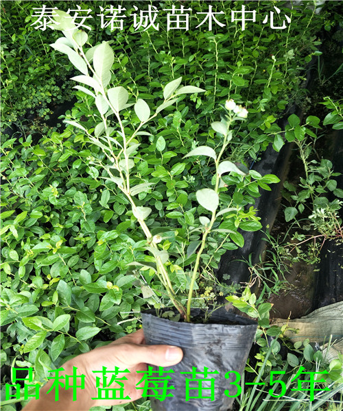 夏普蓝蓝莓苗什么时候种植蓝莓苗品种介绍种植管理技术资料