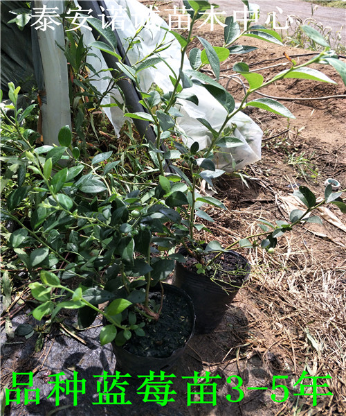 適合北方種植公爵藍(lán)莓苗哪里賣(mài)的山東