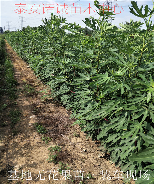 南昌种植无花果树苗紫果基地联系