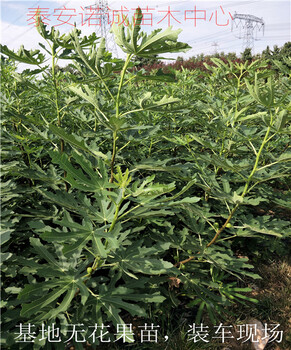 宁波种植无花果树苗日本紫果一颗多少钱