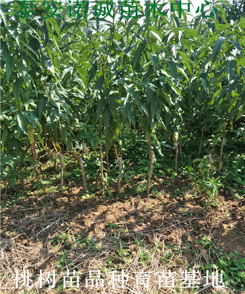我想买秋雪桃树苗桃树苗基地桃树苗
