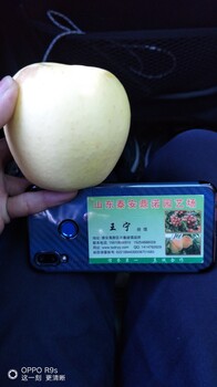 2公分的煙富10蘋果苗品種簡(jiǎn)介