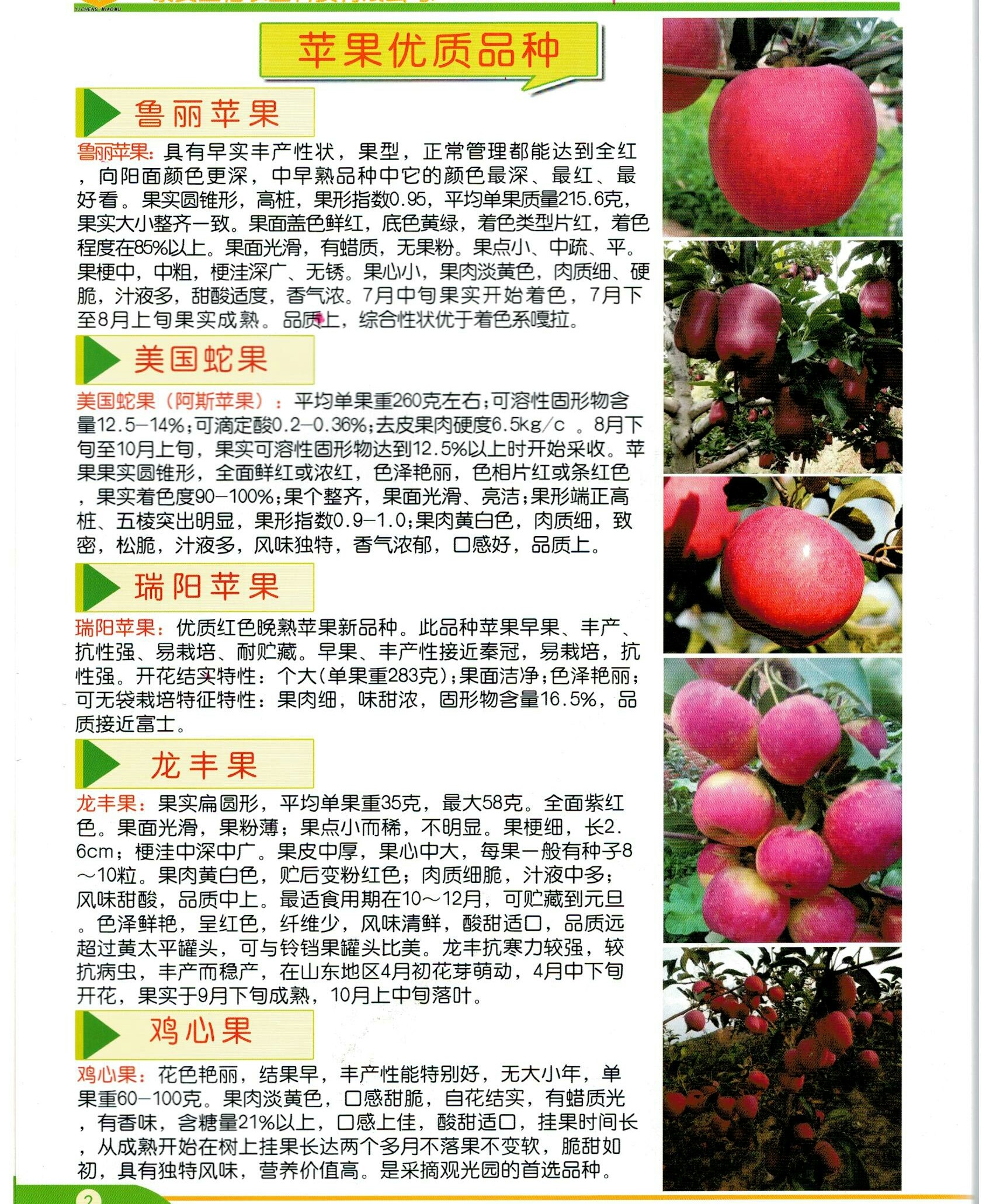 0.8以上的寒福0蘋果苗批發(fā)