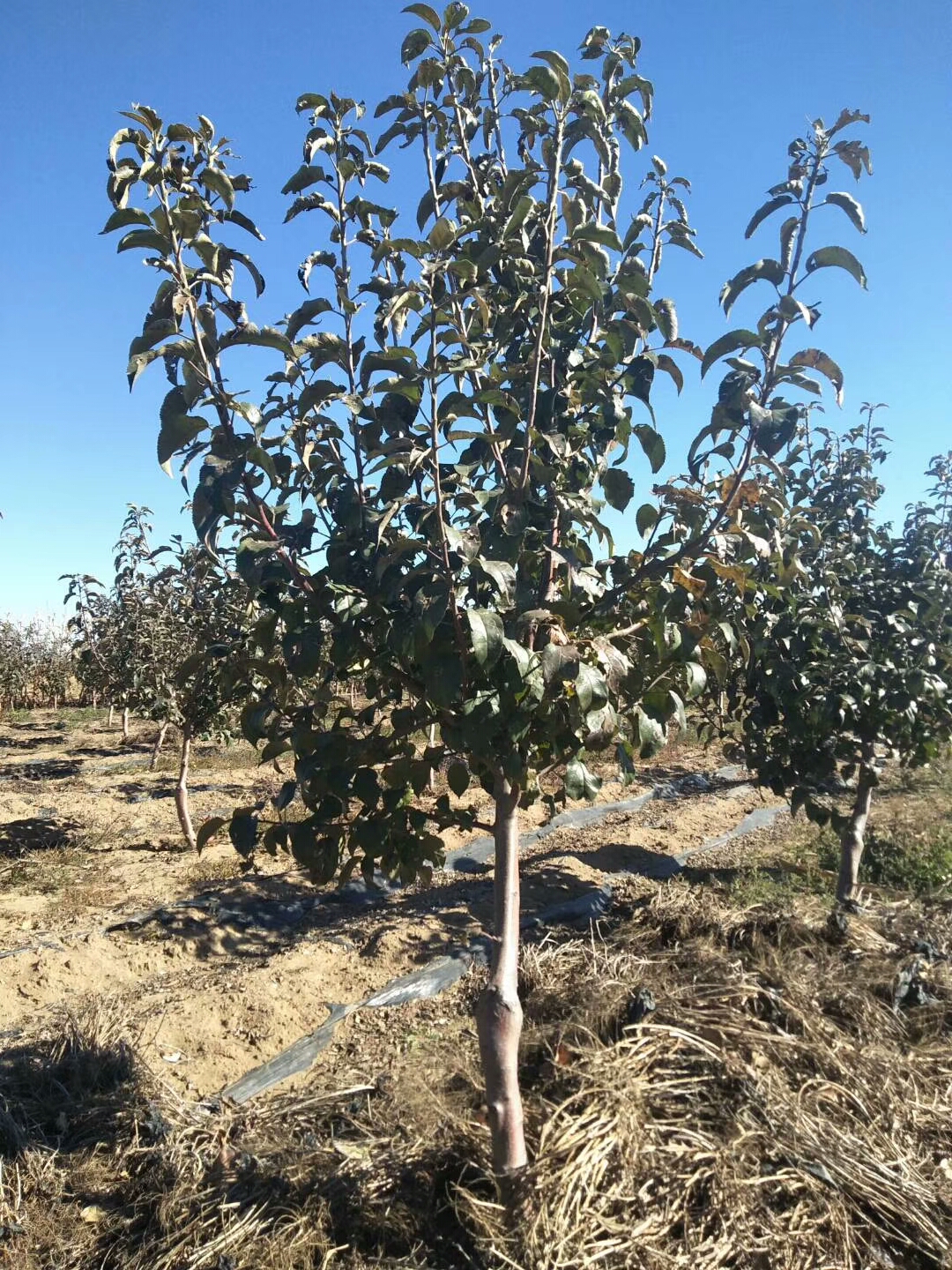 4年的烟富2018苹果苗亩产量