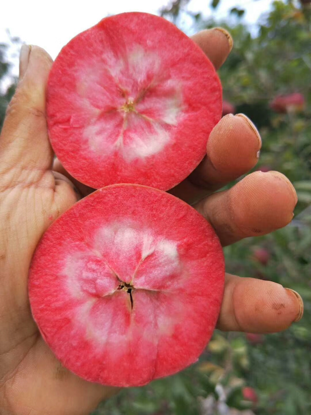 1年的紅嘎啦蘋(píng)果苗畝產(chǎn)量
