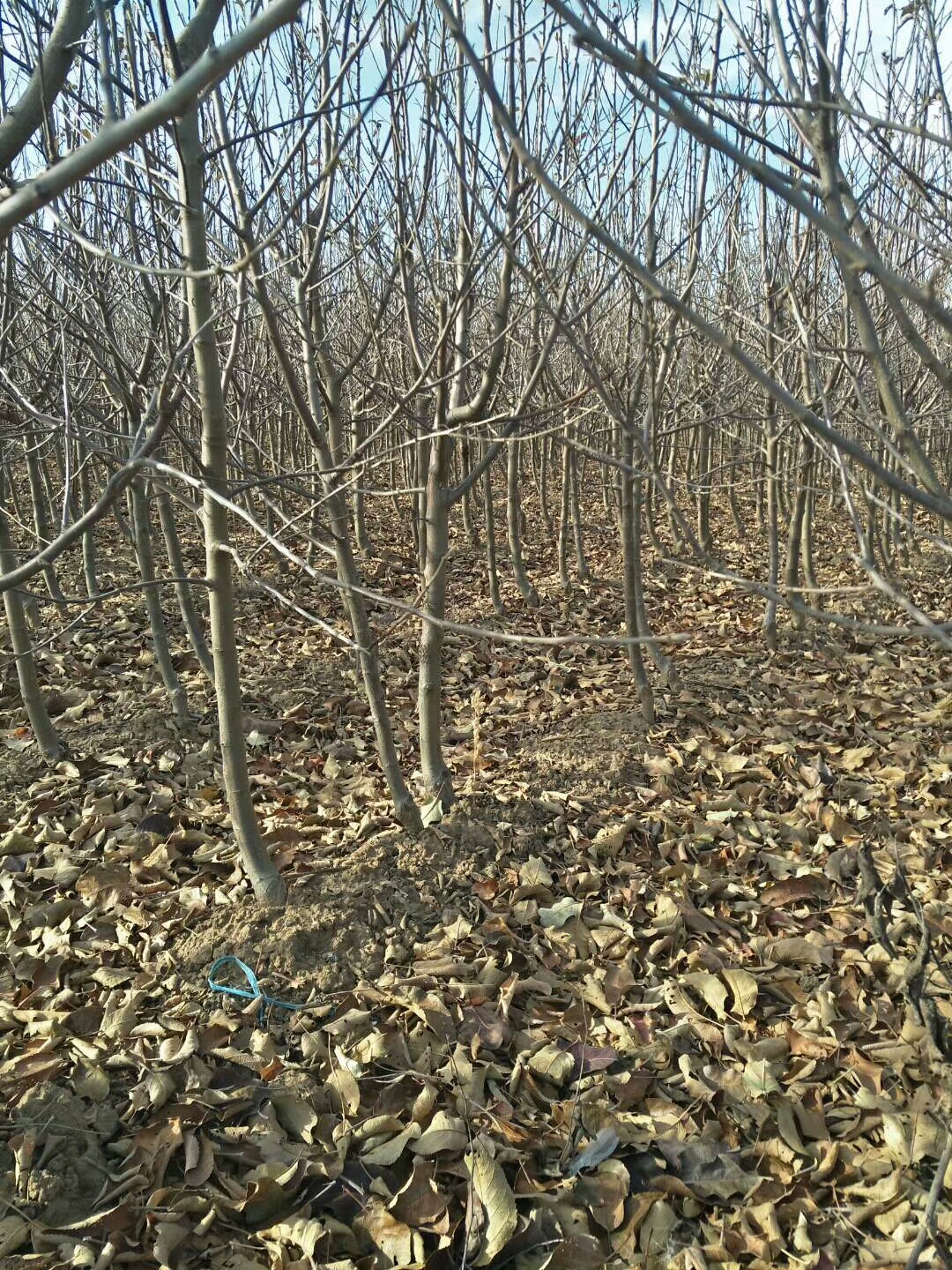1公分的特早紅蘋果苗價格