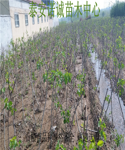 山楂苗價(jià)格甜紅籽山楂苗多少錢一株山楂苗