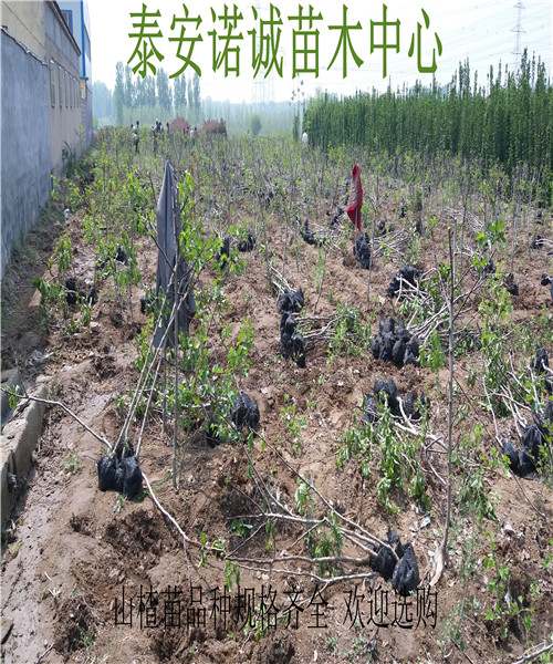 嫁接品種伏里紅山楂苗多少錢一株山楂苗