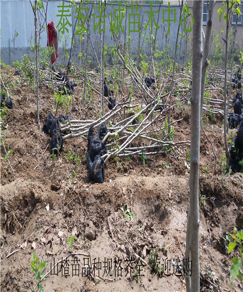 澤州紅山楂苗多少錢一株1公分的