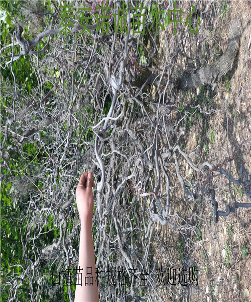伏里紅山楂苗多少錢(qián)一顆大果山楂苗