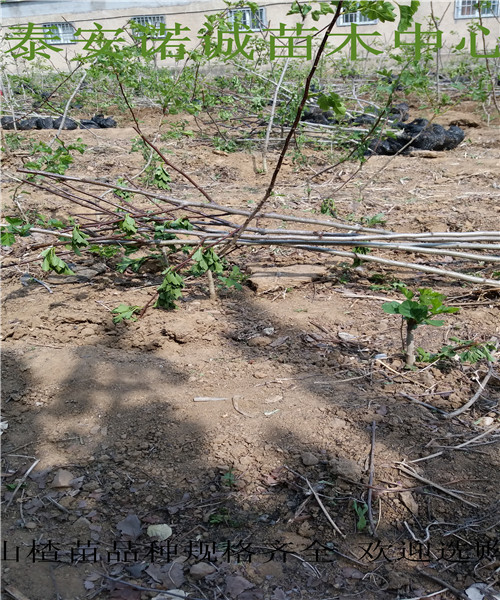 大果山楂苗批發(fā)基地1.5公分