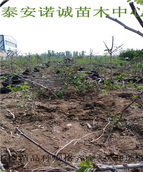 伏里紅山楂苗批發(fā)基地山楂樹品種