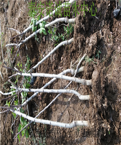 嫁接品種大山楂山樹苗多少錢一株諾誠