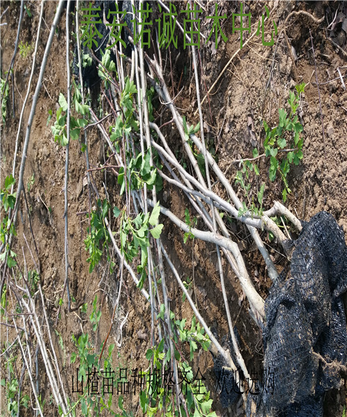 出售山楂苗甜山楂树苗求购山楂苗