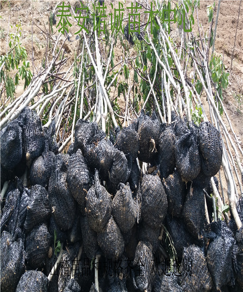 甜山楂苗出售價(jià)格品種山楂苗