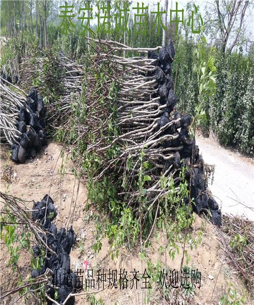 大果山楂苗大果山楂苗有幾個品種山楂苗
