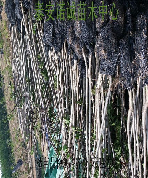 山楂树品种紫肉山楂树苗求购山楂苗山楂苗