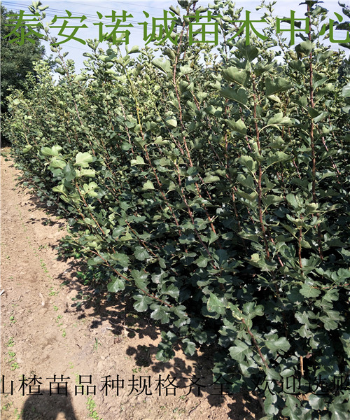 大果山楂苗哪里賣出售山楂苗