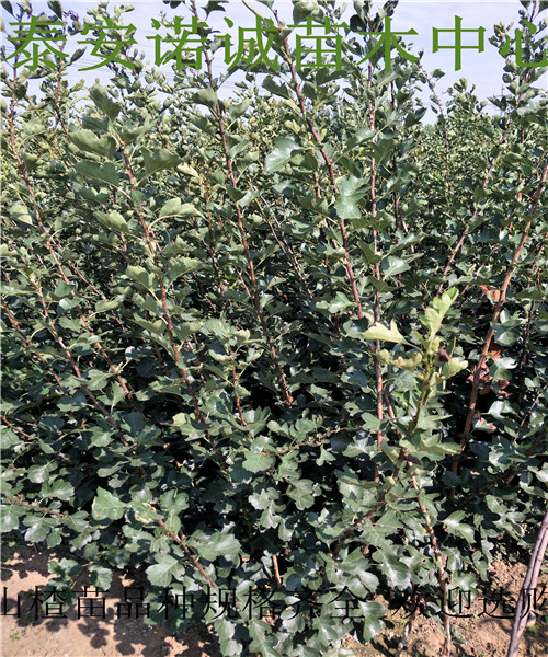 伏里紅山楂苗批發(fā)基地山楂樹品種