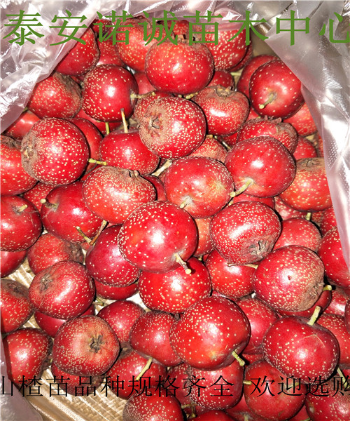 甜紅籽山楂苗什么品種好品種山楂苗