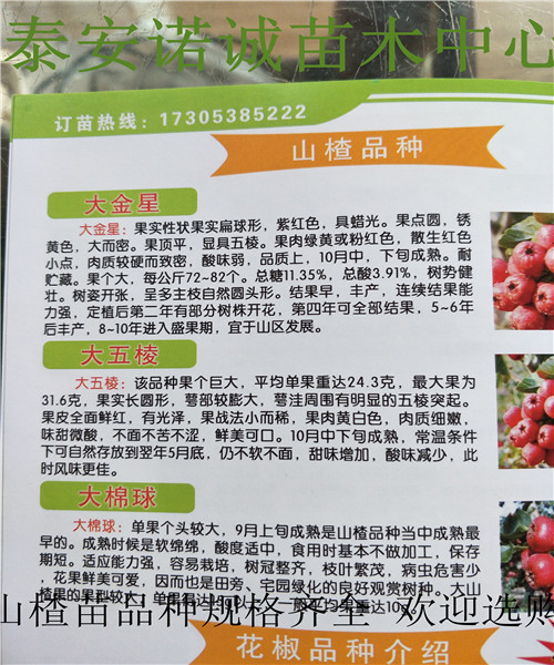 當年結果的甜山楂樹苗哪里賣
