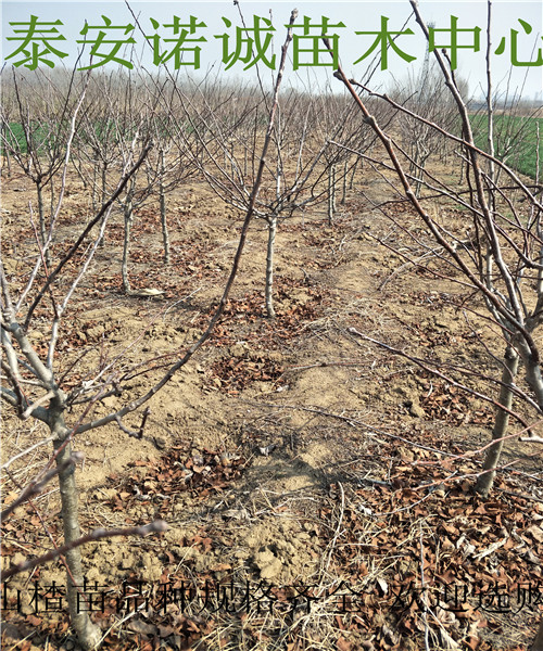 伏里紅山楂苗批發(fā)基地山楂樹品種