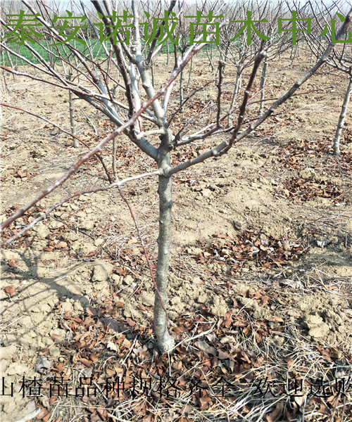 哪里出售甜紅子山楂苗什么品種好山楂苗